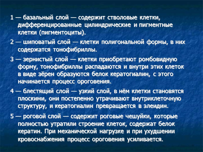 1 — базальный слой — содержит стволовые клетки, дифференцированные цилиндрические и пигментные клетки (пигментоциты).